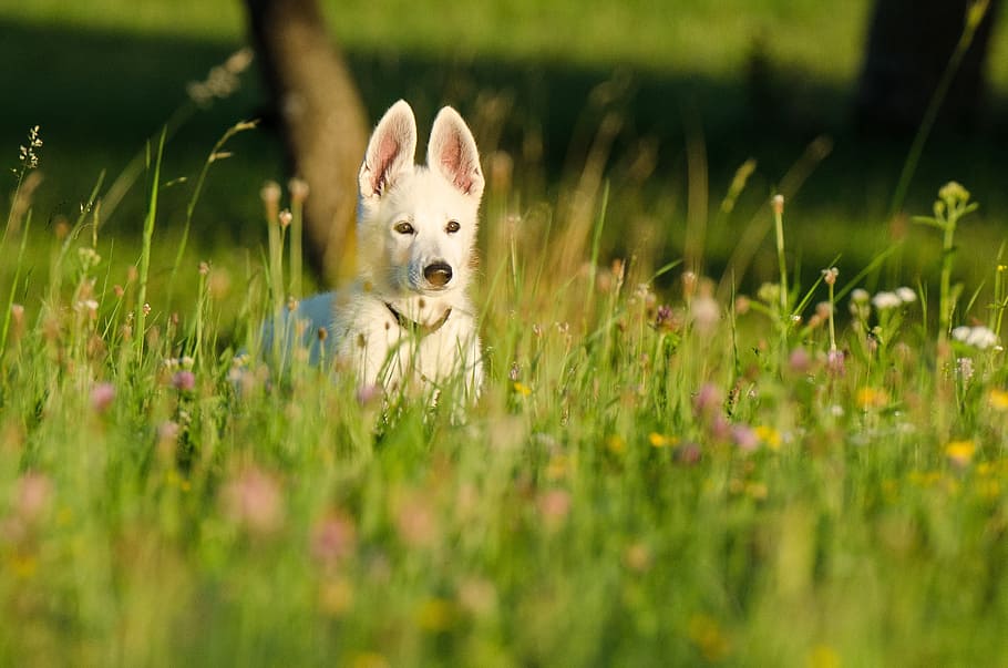 ショートコート, 白, 犬, 草原, 昼間, シェーファー犬, 白い羊飼い, 子犬, 動物の子供, 花