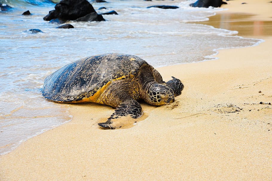 turtle on shore, turtle, beach, water, sand, sea, ocean, nature, seashore, outdoors