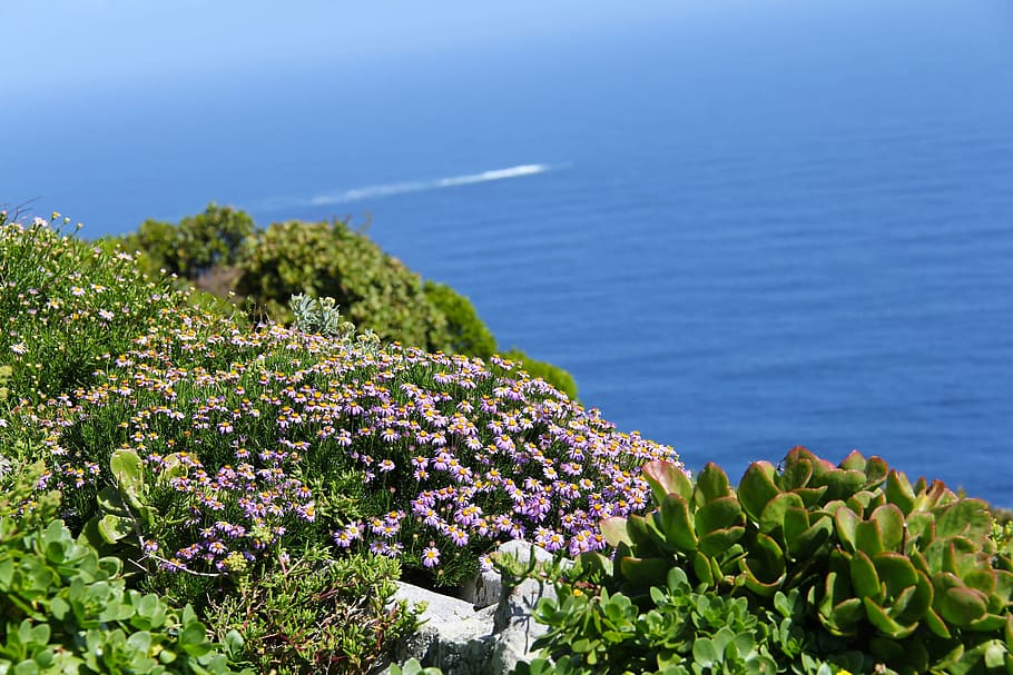 Cabo de Buena Esperanza, aliento, impresionante, azul, verde, océano, bahía, hermoso, increíble, fantástico
