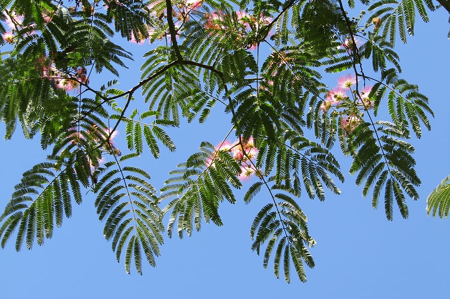 silk tree, blue sky, wallpaper, tree, plant, growth, sky, low angle view, beauty in nature, day