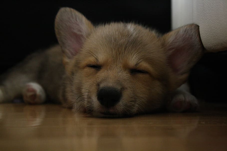 sleeping, corgi, dog, pet, sleep, cute, canine, breed, domestic, puppy