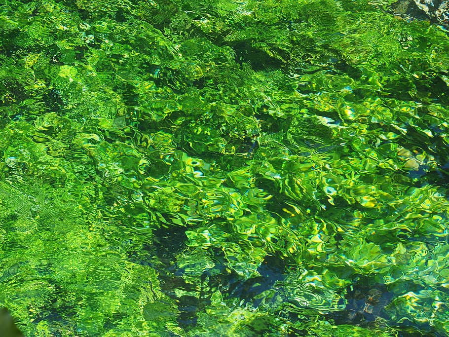 lukisan abstrak hijau, tanaman air, hijau, pertumbuhan, air, bach, jelas, strudel, aliran, jernih