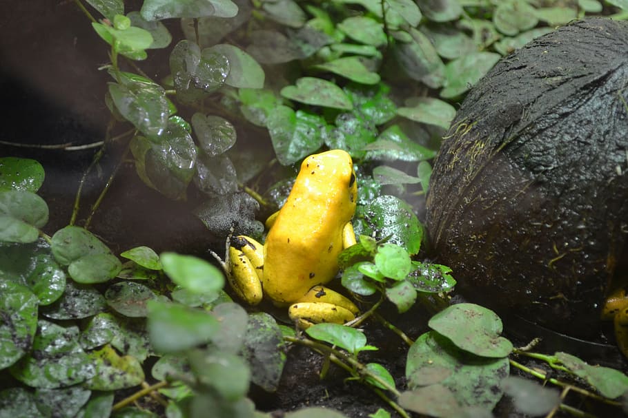 golden poison frog, frog, phyllobates terribilis, golden dart frog, yellow poison frog, golden poison arrow frog, frog of the rainforest, dangerous, slimy, cold-blooded