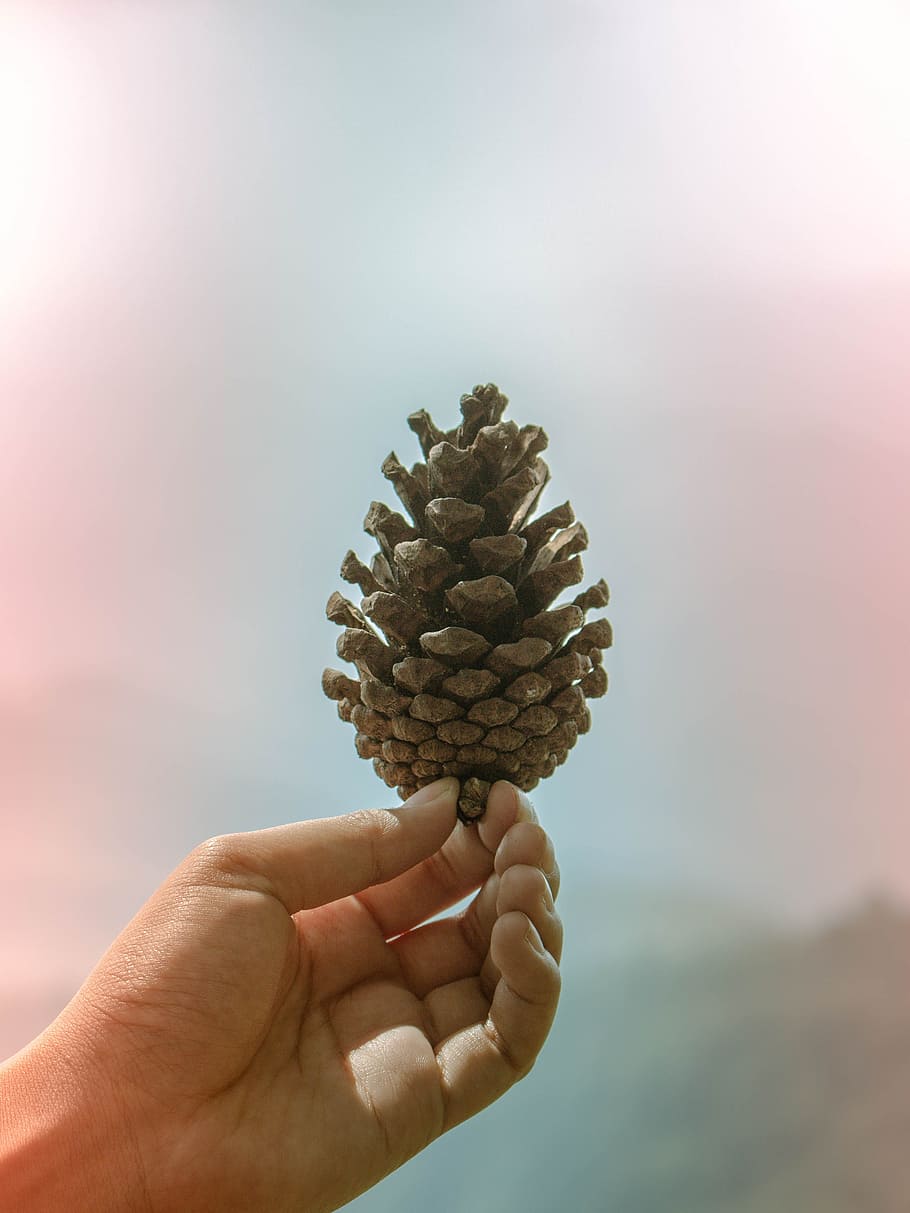 acorn, chiang mai thailand, phu thap boek, human hand, hand, one person, human body part, holding, focus on foreground, pine cone