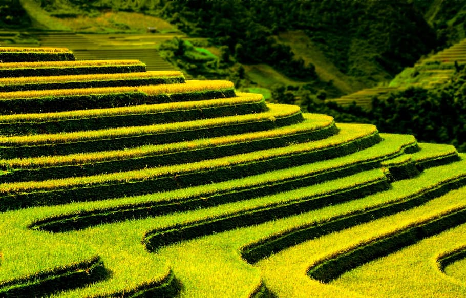 Terraced Fields, Pattern, Agriculture, nature, landscape, outdoor, scenic, grass, valley, farm
