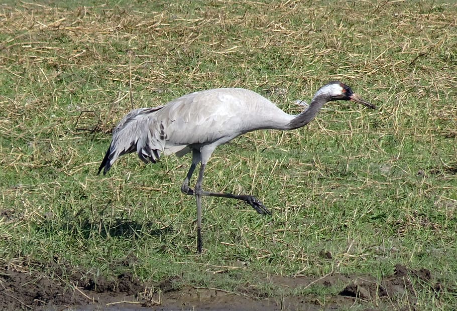 common crane, grus grus, eurasian crane, bird, gruidae, wildlife, animal, nature, feather, plumage