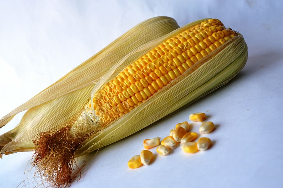 maíz, vegetales, granos, orgánicos, cosecha, nutrición, vegetariano, maíz dulce, dieta, comida