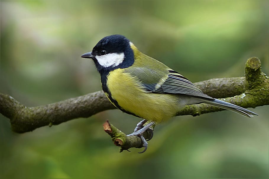 amarillo, azul, colibrí, tit, parus major, pájaro, árbol, jardín, forrajeo, naturaleza