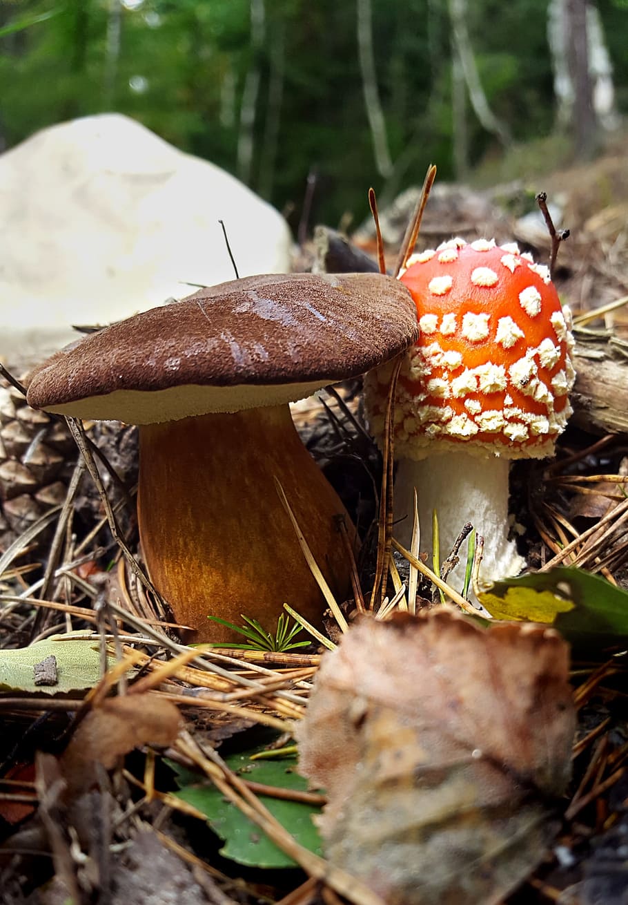 jamur, terbang agaric, musim gugur, hutan, memetik jamur, tutup, alam, lantai hutan, tetangga, lingkungan