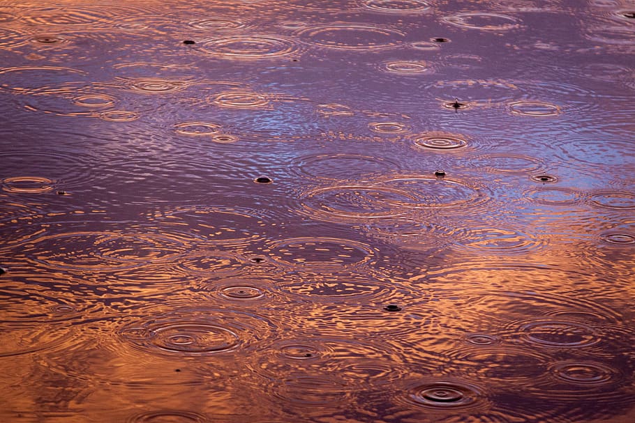 raining, rain drops, water, ripples, dusk, evening, nature, lake, rippled, wet