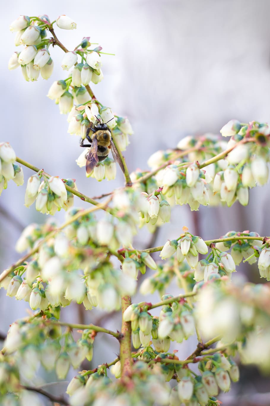 bee, bumblebee, pollination, blueberry, bush, buds, flowers, flowering, blossoming, pollinating