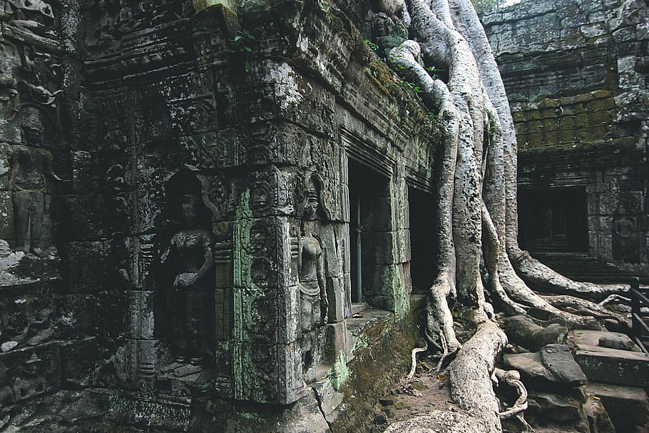 Cambodia, Temple, Tree, Asia, Root, temple, tree, angkor, khmer, angkor Wat, wat