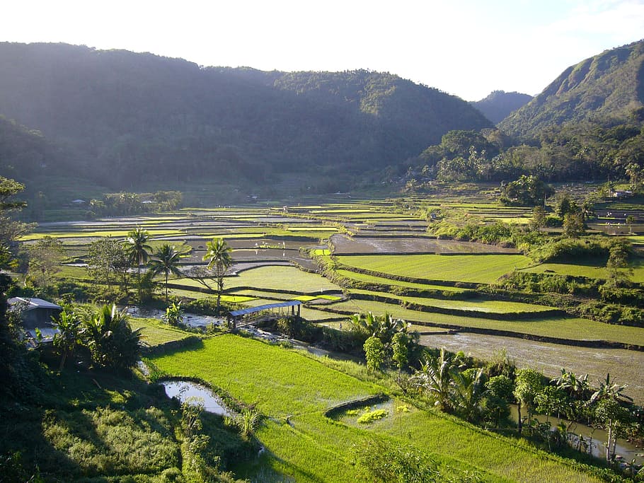 rice fields, mountains, agricultural, countryside, farmland, green, landscape, philippines, rice, plantation