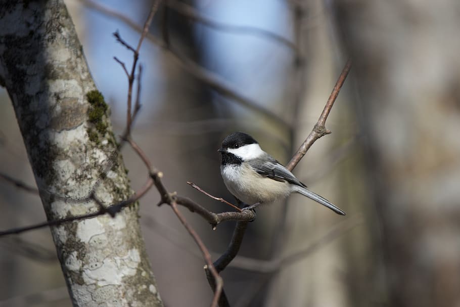 tiny, bird, trees, animal, wildlife, nature, outdoors, forest, branch, perch