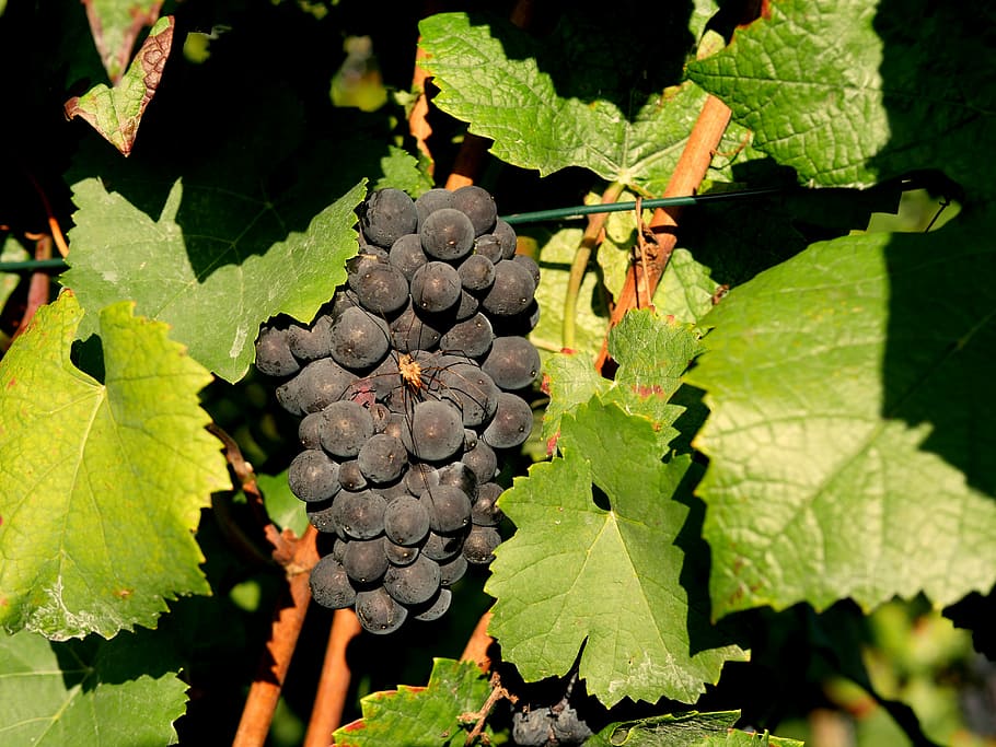 grapes, red wine, spider, vineyard, winegrowing, red, fruit, stengel, leaves, hill