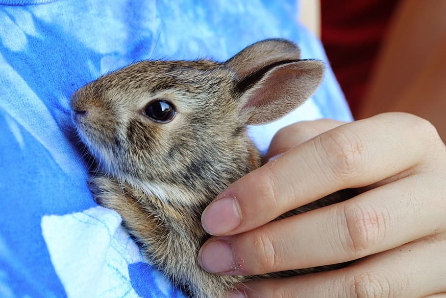 Baby, Rabbit, Brown, bunny, baby bunny, baby rabbit, brown, hands, held, rabbit, adorable
