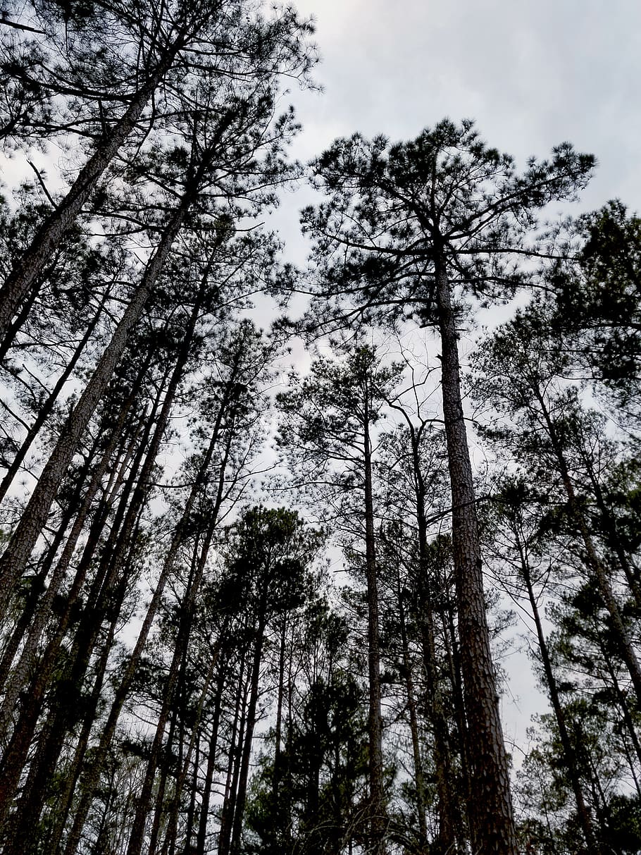 trees, pine trees, pine, forest, landscape, dark, nature, evergreen, tall trees, looking up