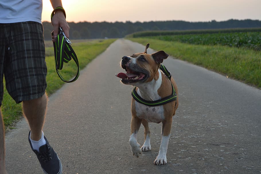 adulto, moreno, blanco, American Pit Bull Terrier, perro, pitbull, amstaff, American Staffordshire terrier, puesta de sol, caminar