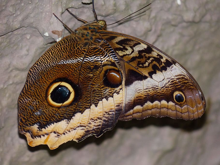 brown mariposa, owl butterfly, butterfly, caligo, edelfalter, nymphalidae, insect, caligo eurilochus, bottom, underside of wings