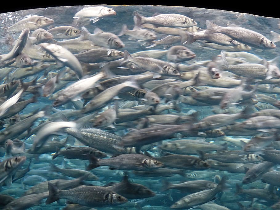 Fish, Swarm, Movement, Chaos, Sardines, aquarium, fish swarm, sardina pilchardus, atlantic sardines, european sardine