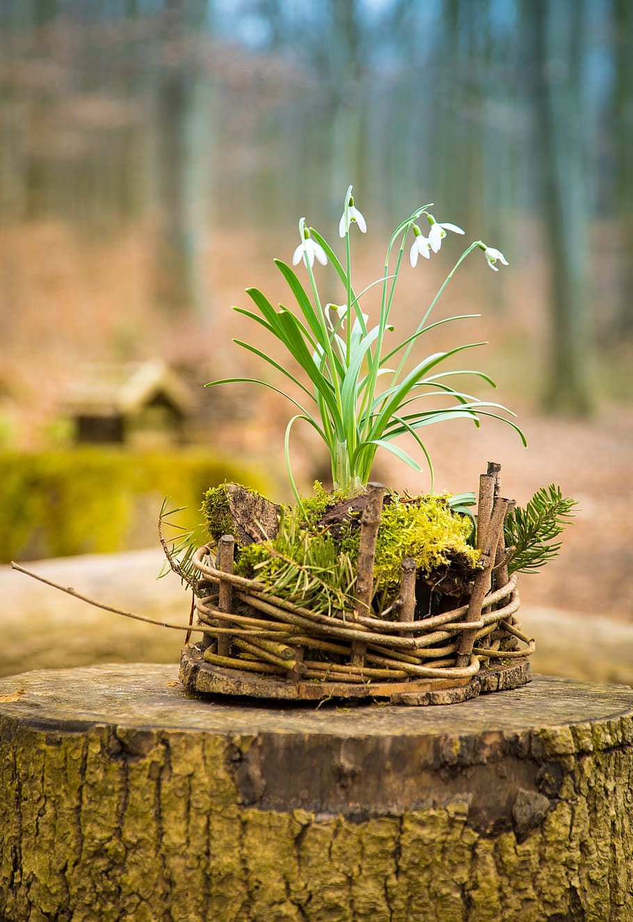 white, snowdrop flowers, brown, tree trunk selective-focus photography, Easter, Nest, Spring, Nature, easter nest, decoration