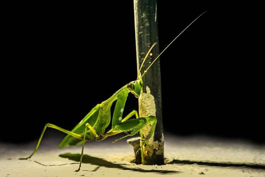 sphodromantis viridis, insect, fishing locust, close up, animal, praying mantis, animal world, mantises, invertebrate, scare