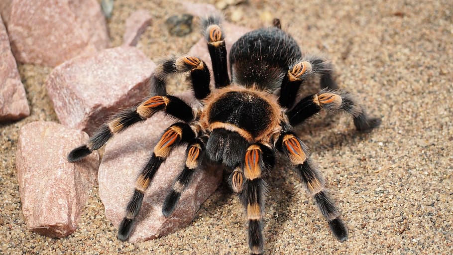 brown, black, spider, tarantula, animal, hairy, nature, species, dangerous, insect