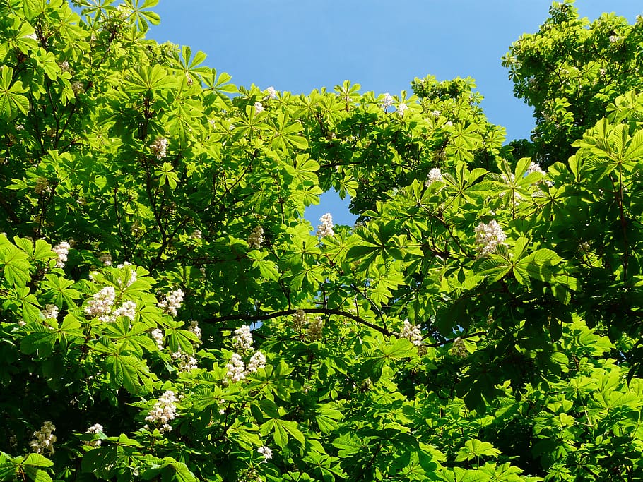 ordinary rosskastanie, leaves, chestnut, tree, foliage, aesthetic, branches, green, bright, sun