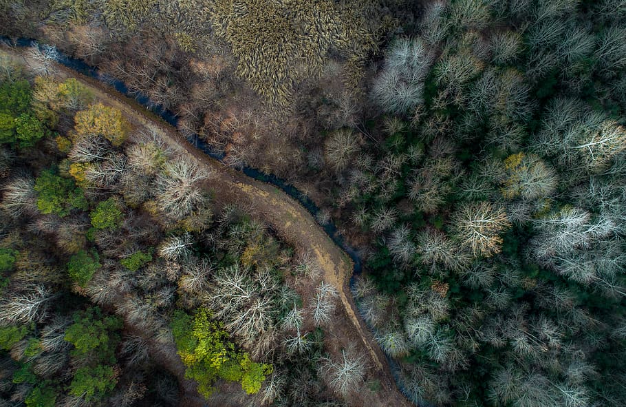 trees, plant, nature, path, road, forest, river, water, aerial, view