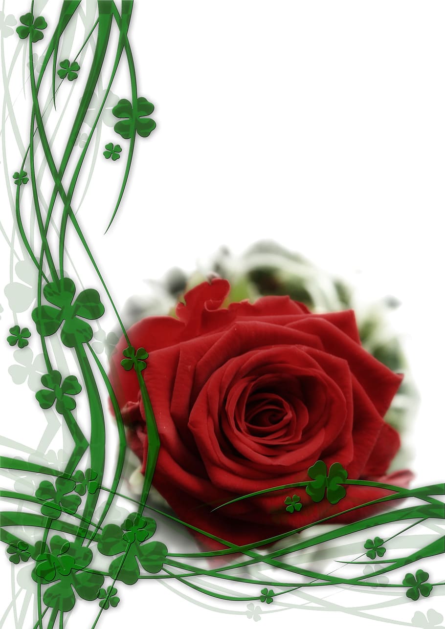 macroshot, red, rose, green, leaves, red rose, green leaves, flowers, background, leaf