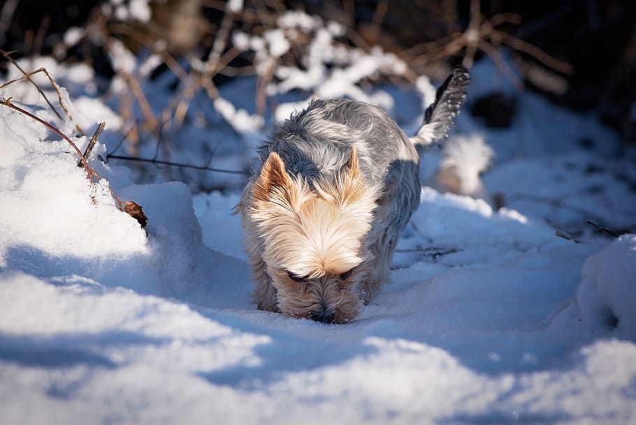 dog, winter, snow, small, small dog, nature, cold, wintry, spout, sniffing