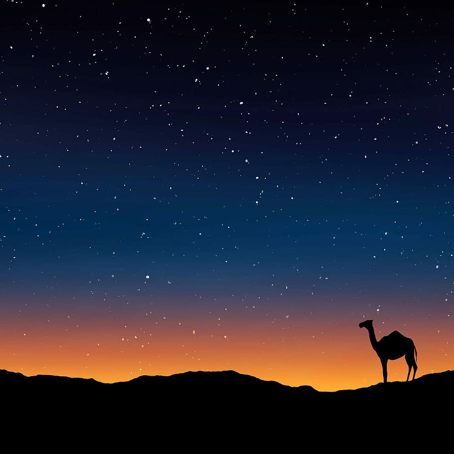 estrellas, Camello, bajo las estrellas, Egipto, fotos, noche, dominio público, silouette, cielo, naturaleza