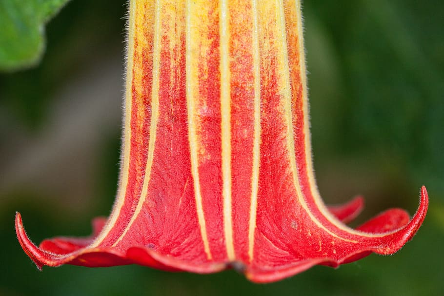 closeup, photography, red, yellow, trumpet flower, flower, plant, angel trumpet, datura, bell shaped