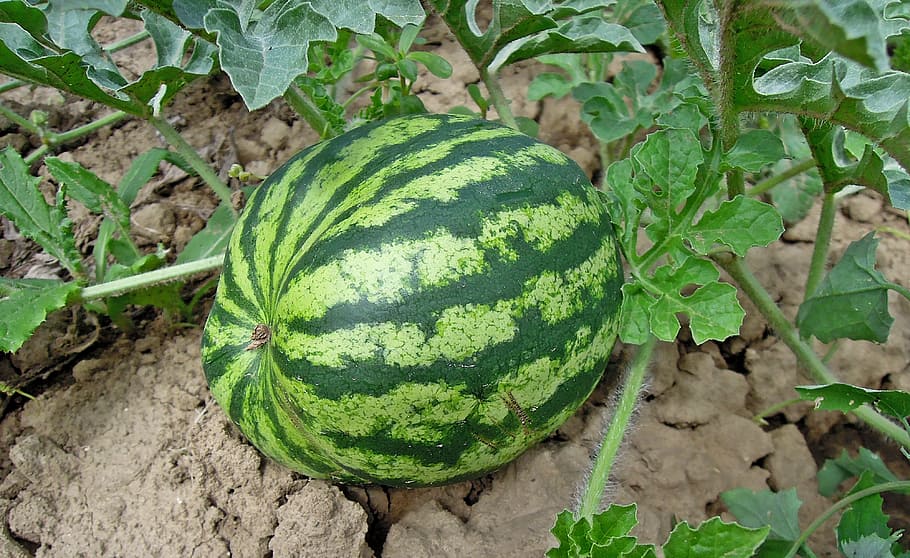 melon, watermelon, fruit, healthy, food, green, green color, food and drink, growth, healthy eating