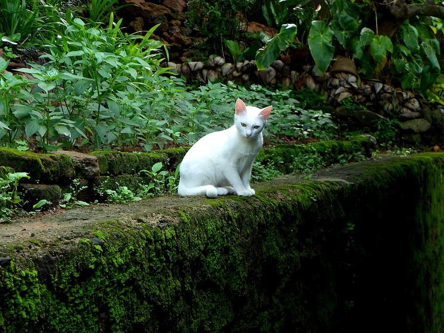 branco, gato, parede musgosa, gato branco, musgoso, parede, gatos, gatinho, animais, mamíferos