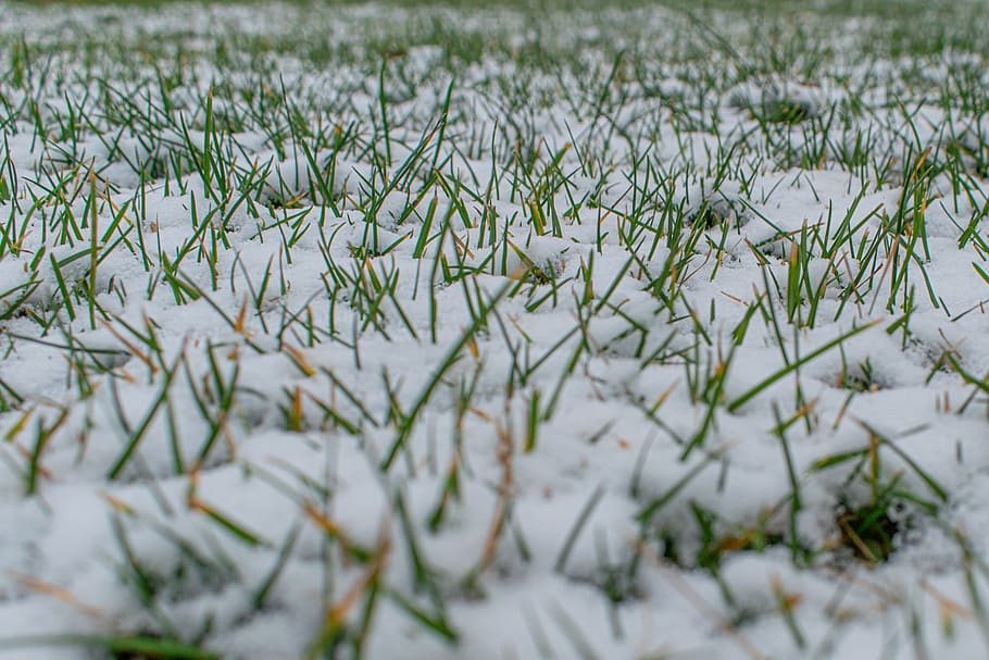 first snow, meadow, grass, snow, winter, plant, cold temperature, green color, selective focus, nature