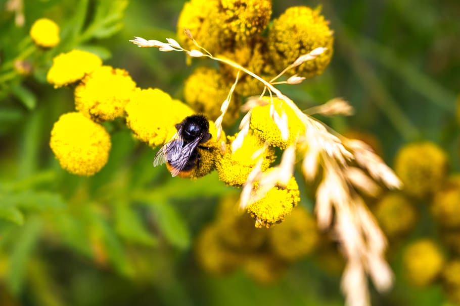 bumblebee, baby, bee, small, cute, happy, innocence, little, yellow, honey