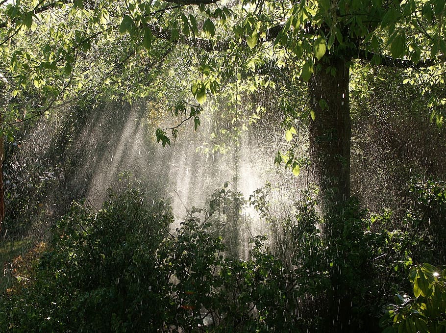 green, leafed, trees, crepuscular rays, rain, garden, sun, nature, against day, light and shade