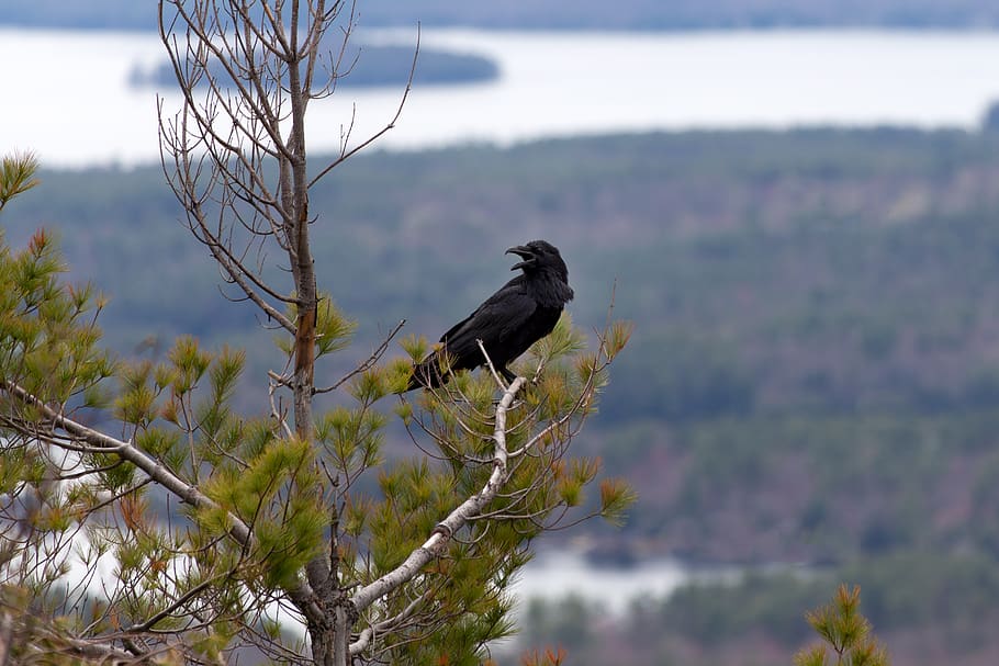 cuervo, árbol, animal, canto, negro, rama, observación de aves, paisaje, naturaleza, pico