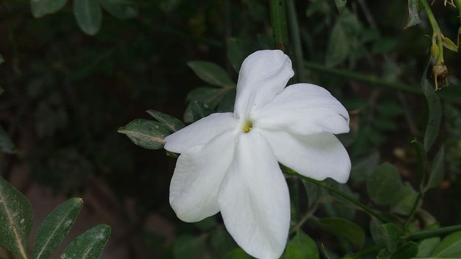 jazmín, de, túnez, planta, flor, planta floreciendo, belleza en la  naturaleza, pétalo, crecimiento, color blanco | Pxfuel