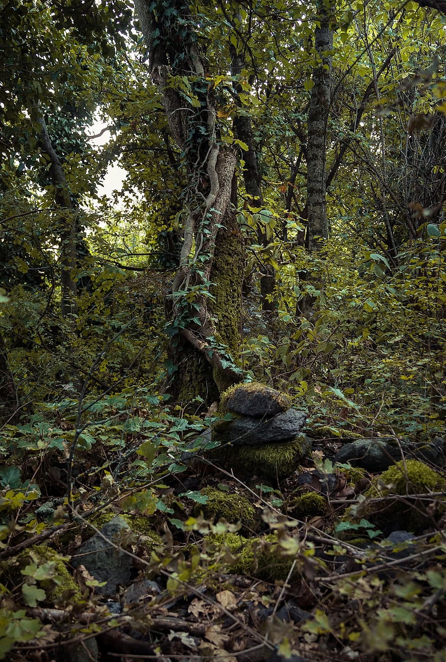 暗い 秋 森 黄色 緑 不気味な 木 葉 屋外 風景 Pxfuel