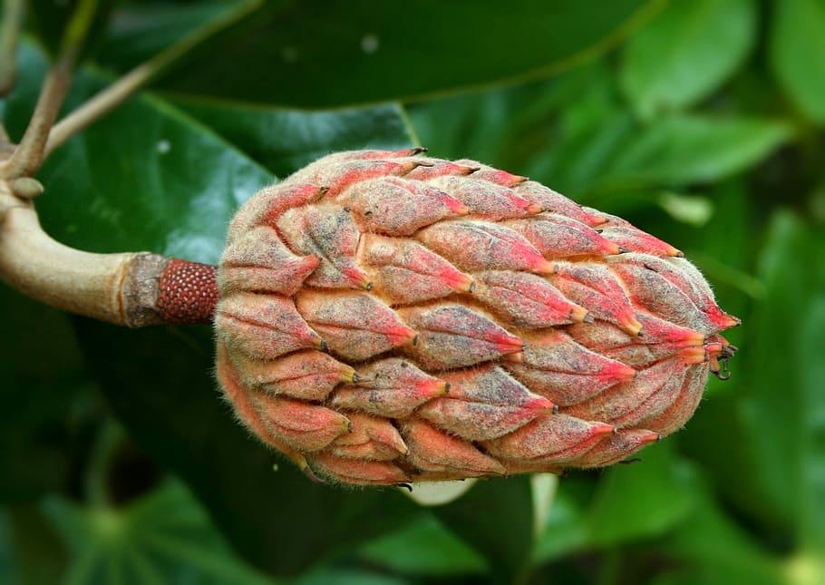 Seed Pod, Magnolia, Seeds, Cone, Shape, cone, shape, reproduction, magnoliaceae, close-up, day