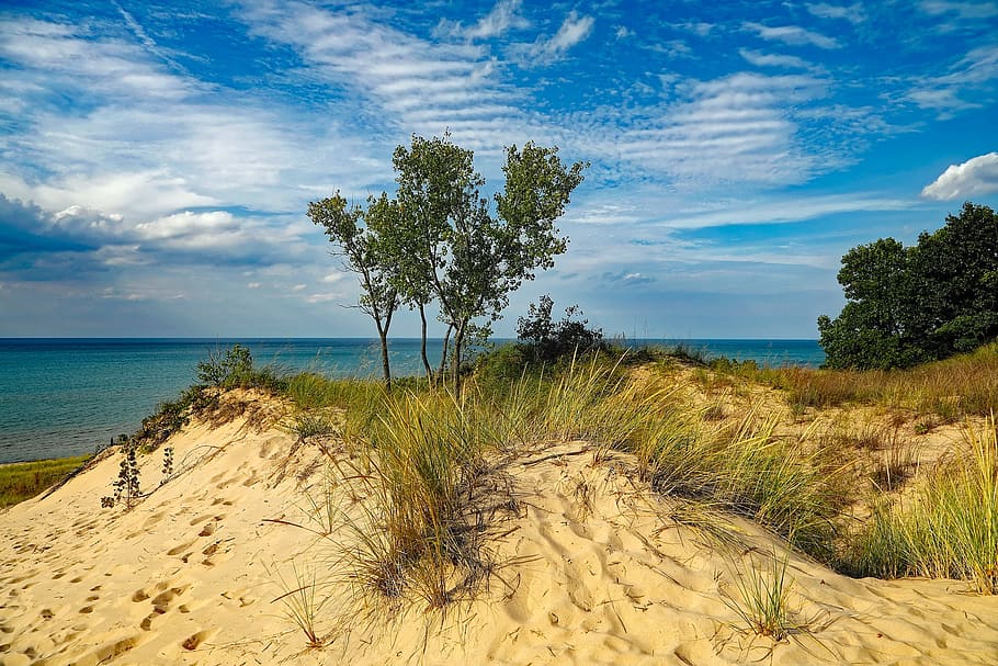 green, leafed, tree, mountain, daytime, indiana dunes state park, beach, lake michigan, sky, clouds