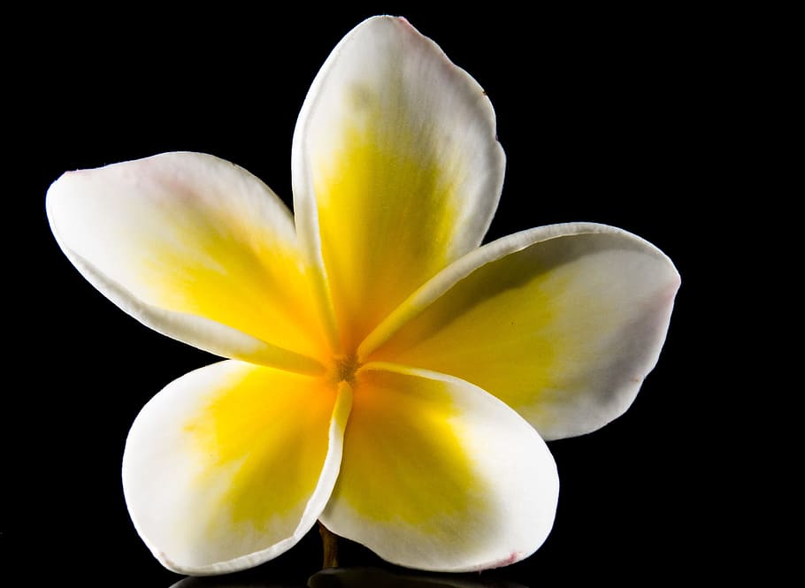 frangipani flower, Blossom, Bloom, Flower, White, Yellow, frangipani, plumeria, white yellow, frangipandi