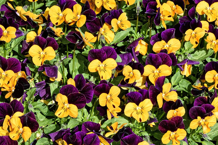 flor, pensamiento, floración, naturaleza, violeta, amarillo, flor de  primavera, primavera, cama de flores, fondo | Pxfuel