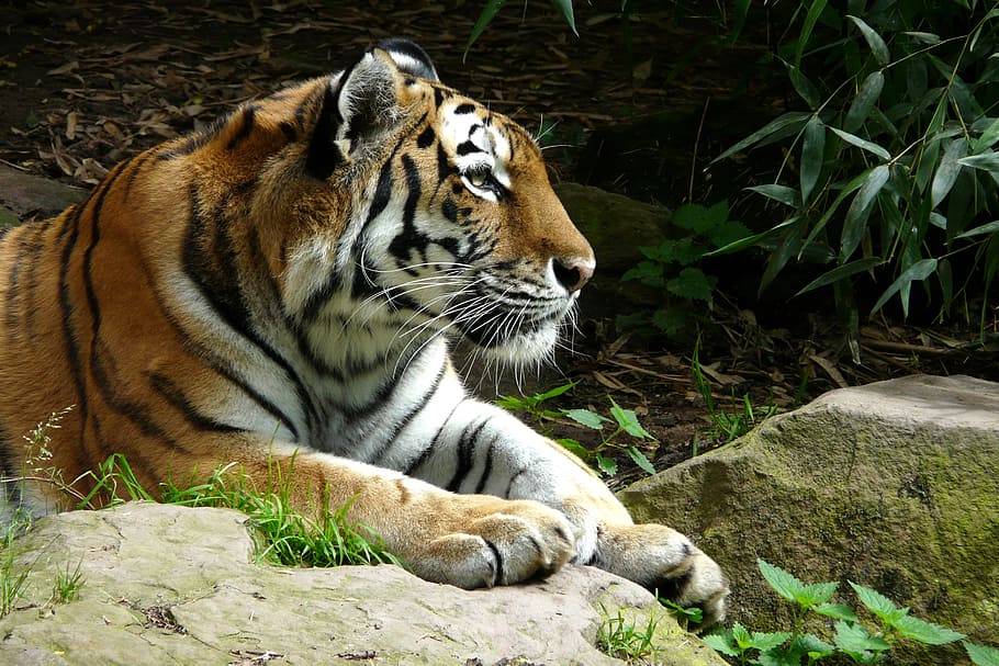 tiger, laying, rock surface, zoo, cat, predator, carnivore, animal, wildlife, nature