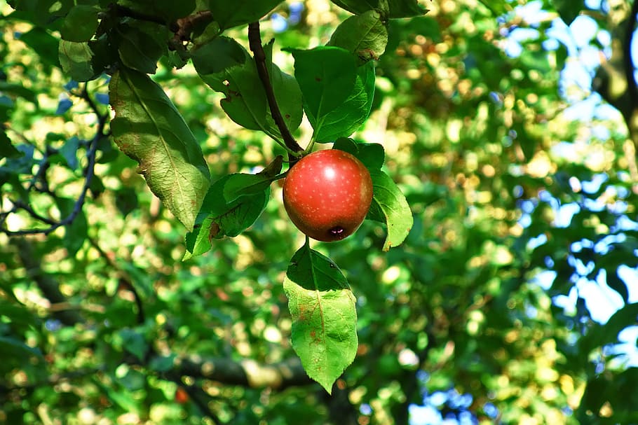 apple, apple tree, red apple, fruit, fresh, food, orchard, natural, hanging apple, apple on bough