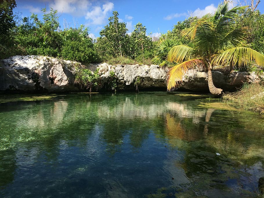 Tulum, Quintana Roo, México, reflexão, água, lago, árvore, natureza, ao ar livre, plantar