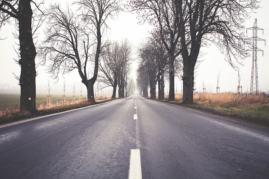 camino de invierno brumoso, niebla, camino de invierno, camino, árbol, naturaleza, asfalto, carretera, paisaje, calle
