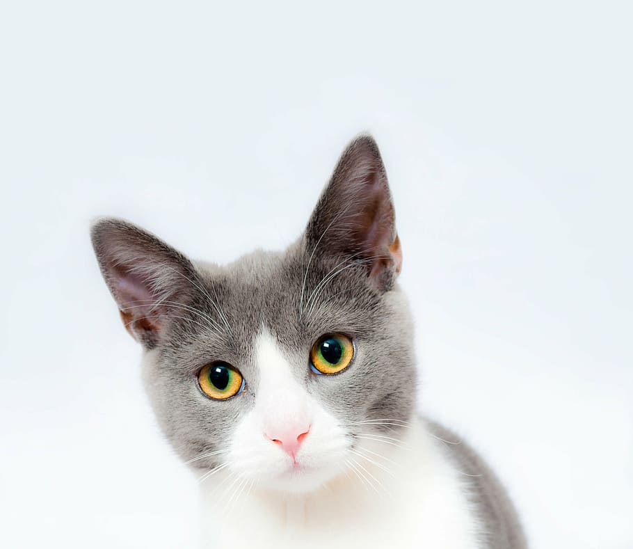 short-coated, gray, white, cat, feline, pet, animal, cute, domestic, mammal